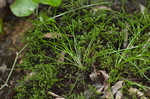 Blackfoot quillwort